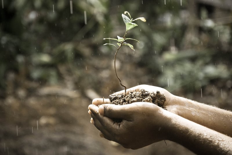 Outdoor Plant Care