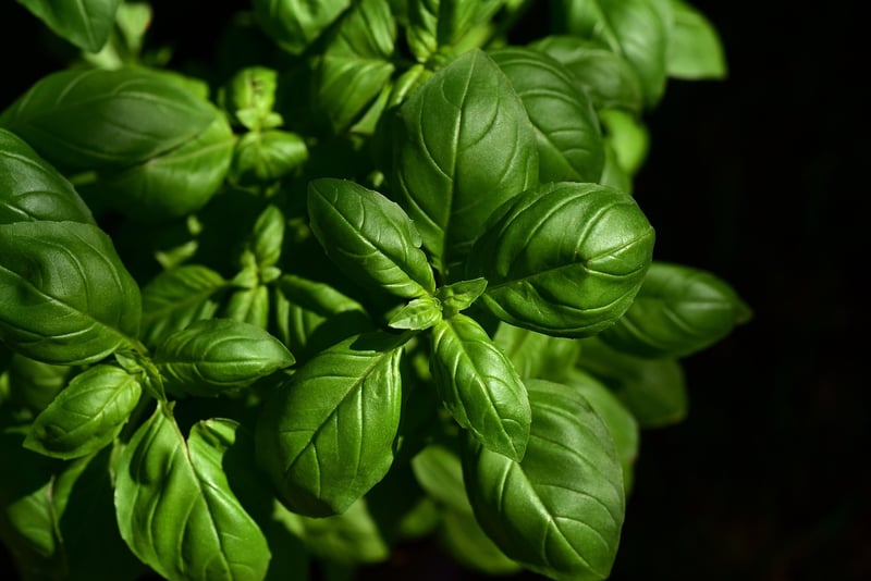 Edible Plants