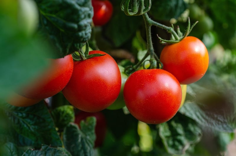 Tomato Plant